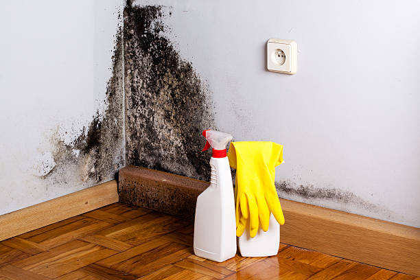 Best Toxic Mold Removal  in Brainerd, MN